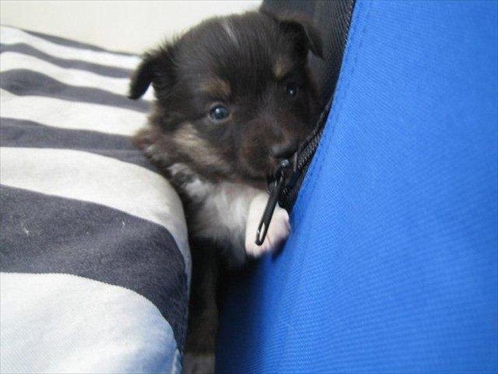 Shetland sheepdog Macons Annabell {himmelhund}  billede 4