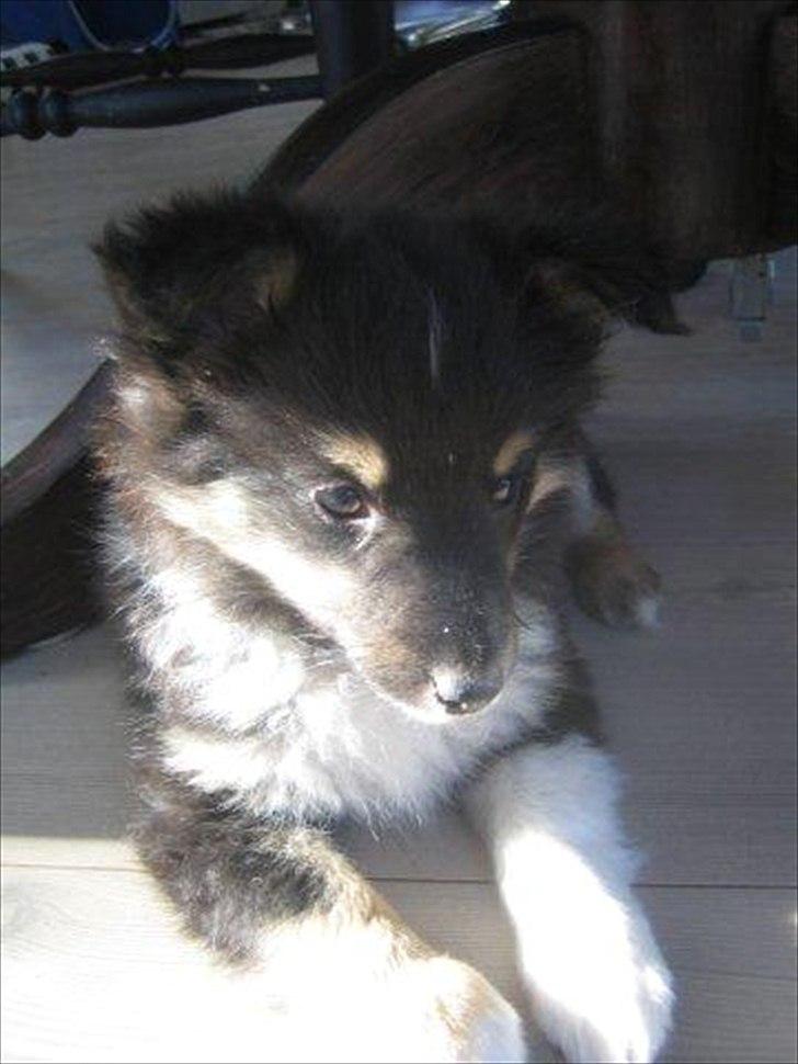 Shetland sheepdog Macons Annabell {himmelhund}  billede 6