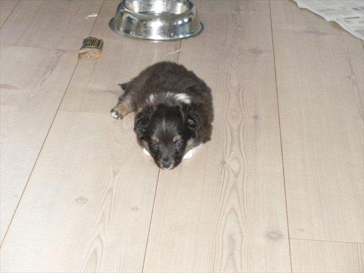 Shetland sheepdog Macons Annabell {himmelhund}  billede 5