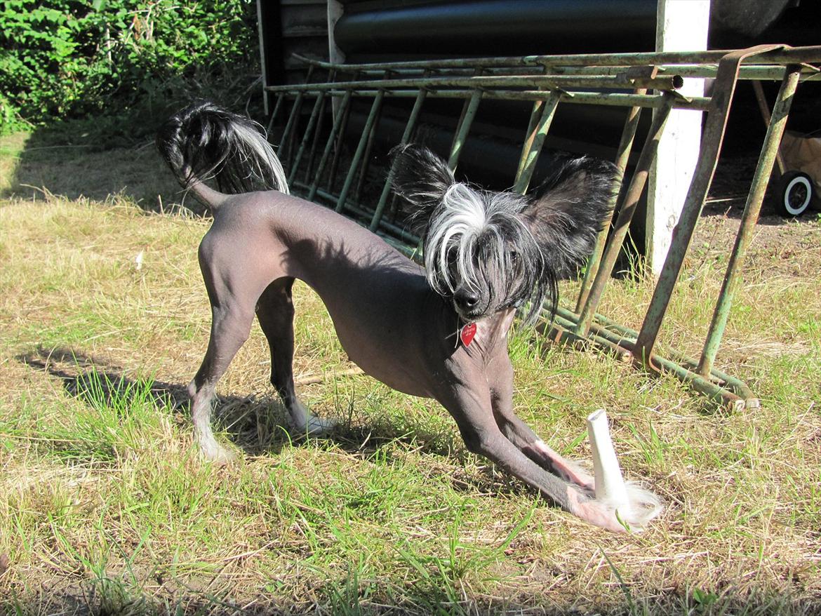 Chinese crested hårløs Akina  - 2011 billede 10