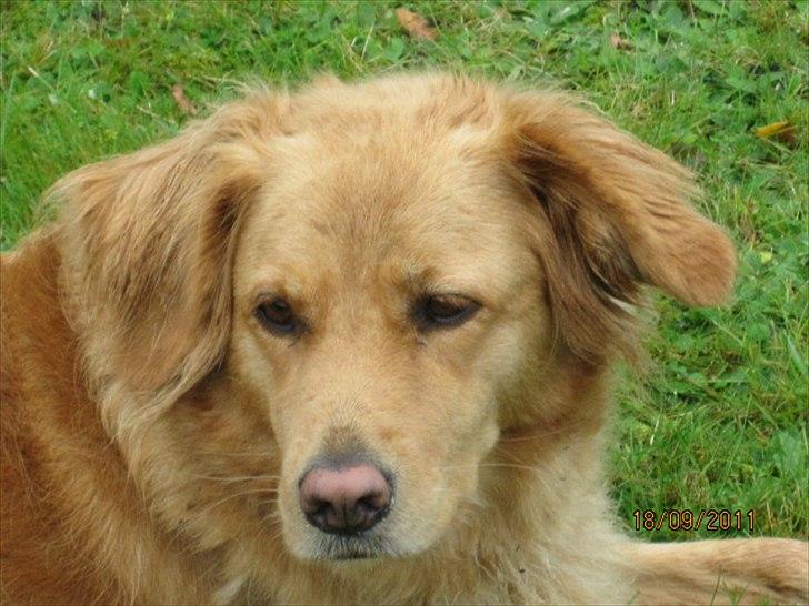 Golden retriever *-stald duk's-* sille<3 billede 7