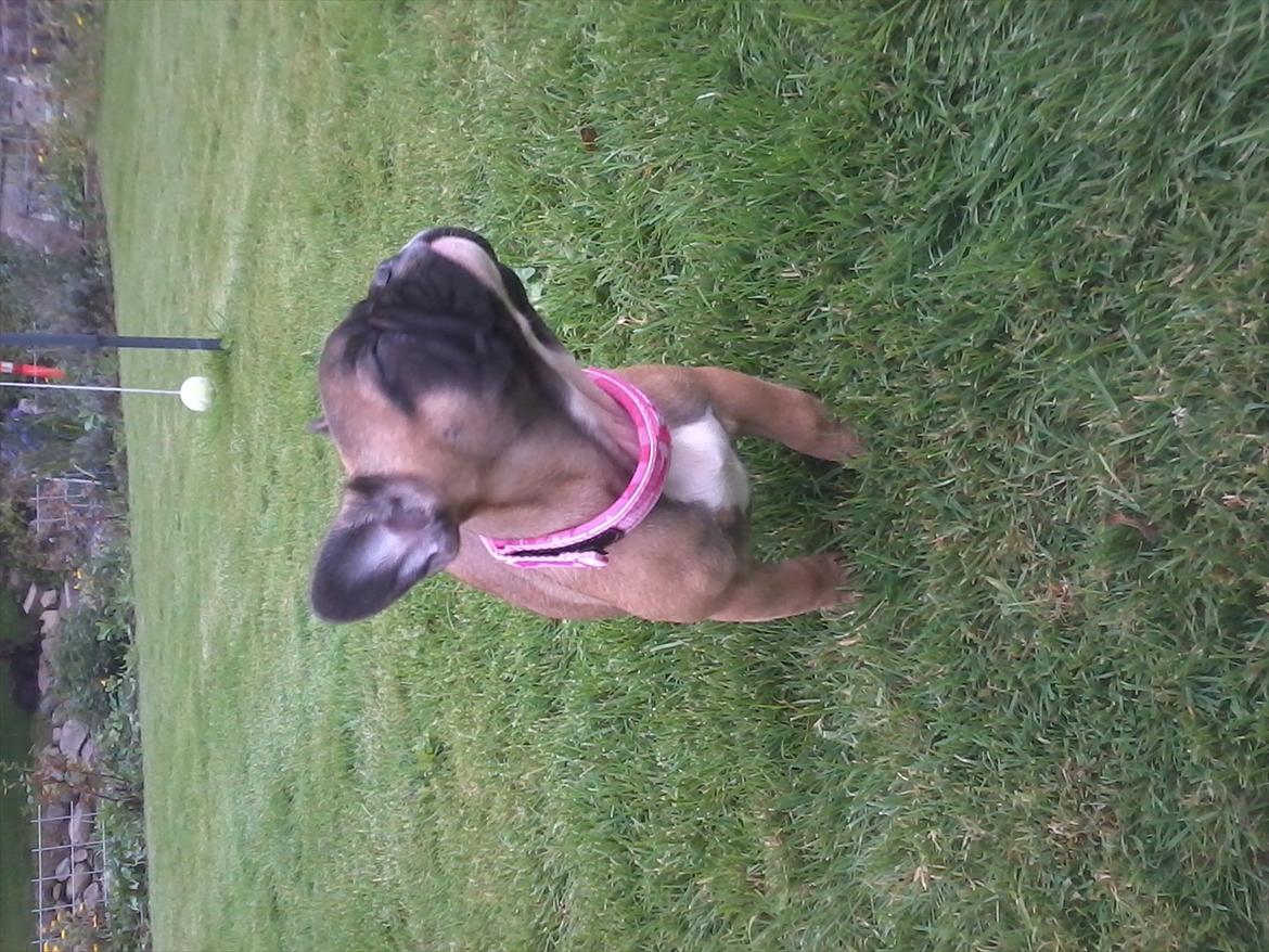 Fransk bulldog Bjeldbaks Amdi <3Bell <3 billede 8