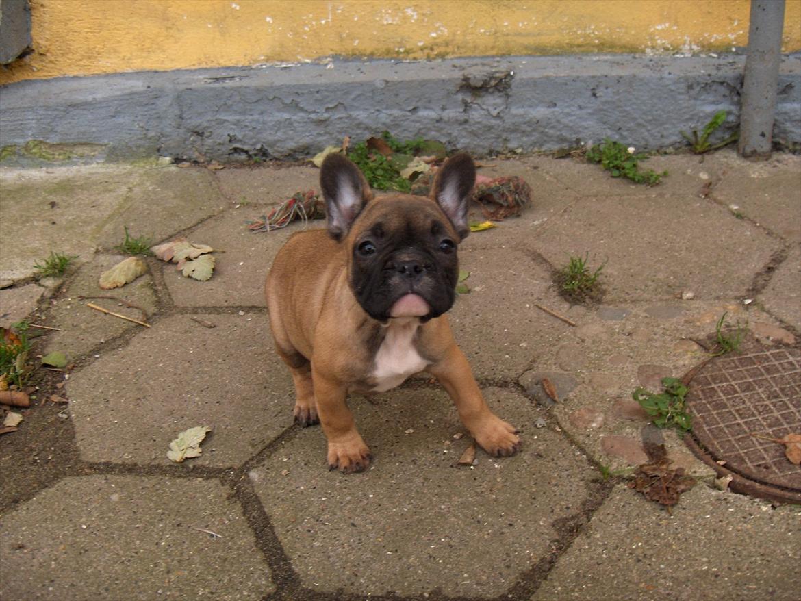 Fransk bulldog Bjeldbaks Amdi <3Bell <3 billede 6