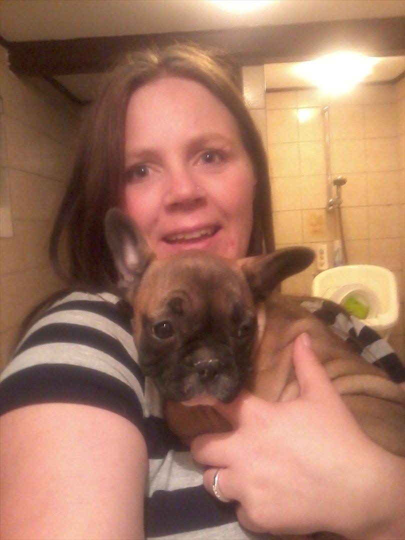 Fransk bulldog Bjeldbaks Amdi <3Bell <3 billede 11