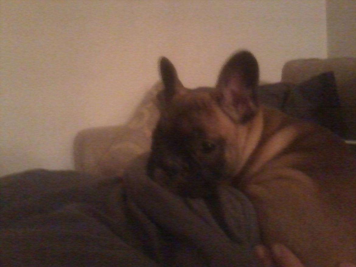 Fransk bulldog Bjeldbaks Amdi <3Bell <3 billede 7