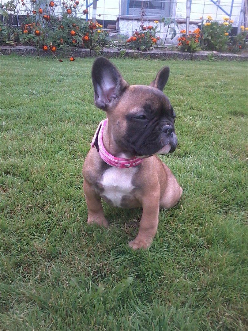 Fransk bulldog Bjeldbaks Amdi <3Bell <3 billede 5
