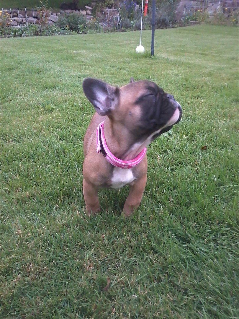 Fransk bulldog Bjeldbaks Amdi <3Bell <3 billede 9