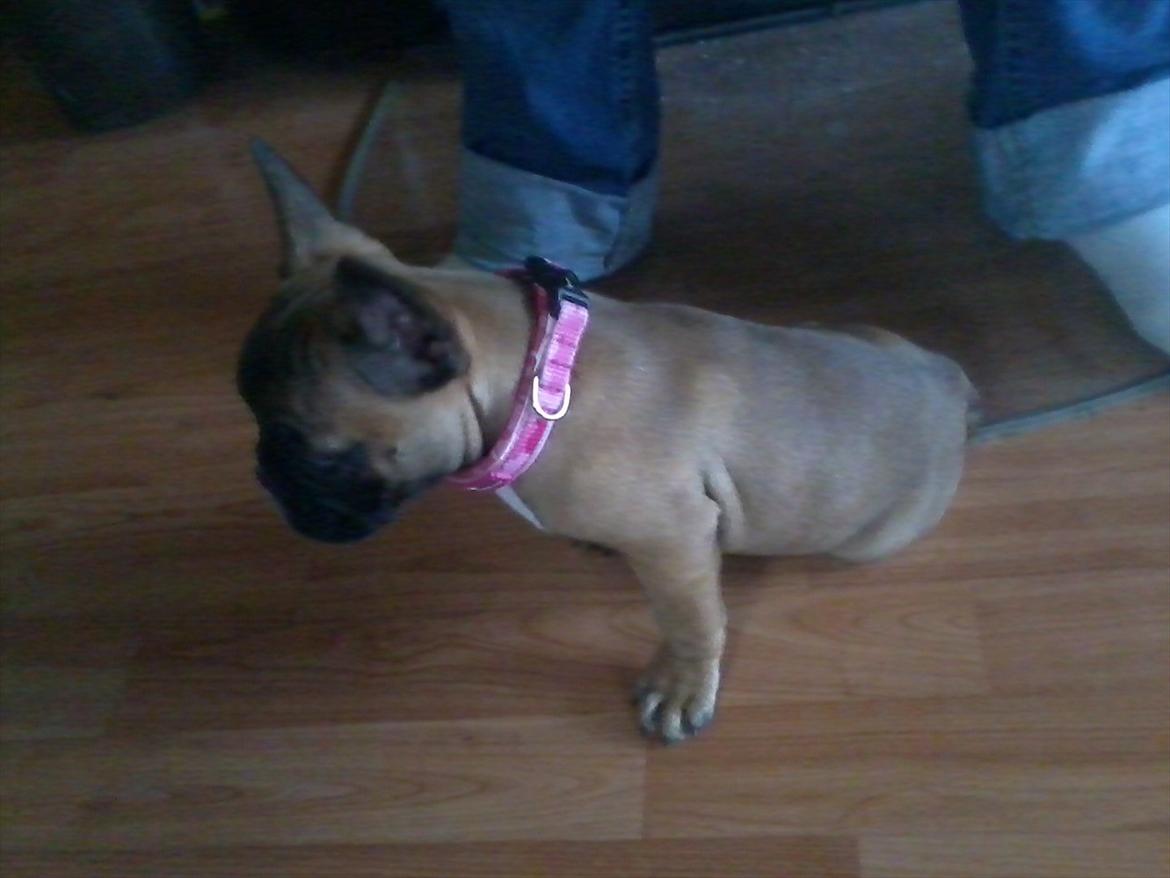 Fransk bulldog Bjeldbaks Amdi <3Bell <3 billede 10