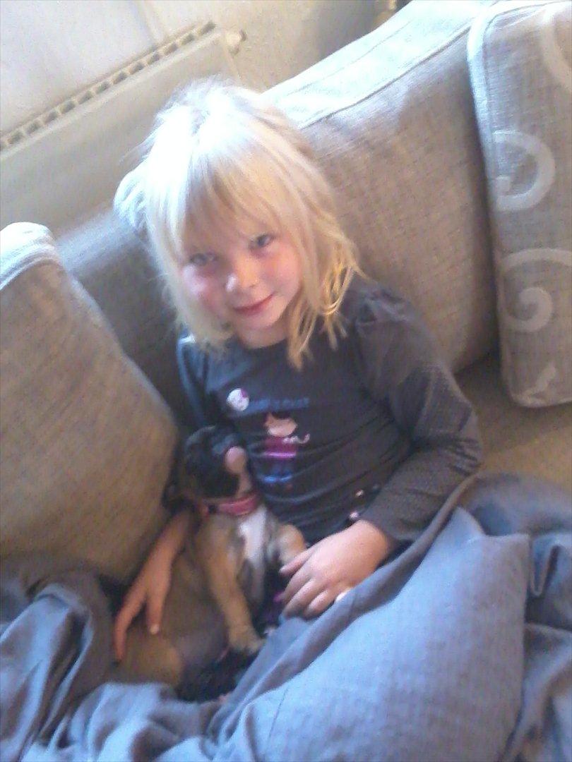 Fransk bulldog Bjeldbaks Amdi <3Bell <3 billede 12