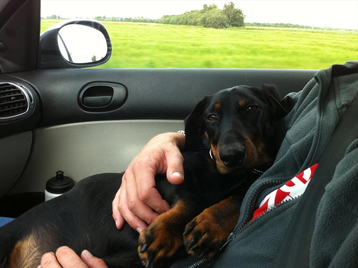 Gravhund Junior billede 11