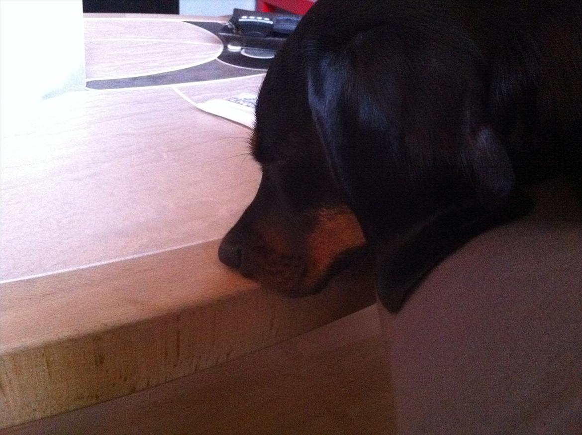 Gravhund Junior billede 12