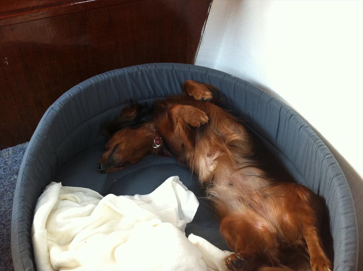 Dværggravhund Mille billede 9