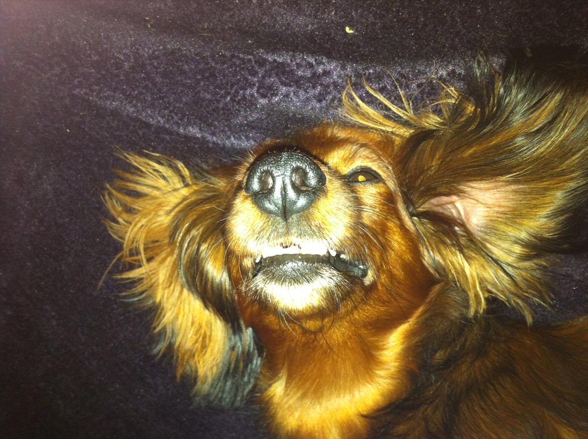 Dværggravhund Mille - hun har vidst set Dumbo for mange gange :-) billede 2