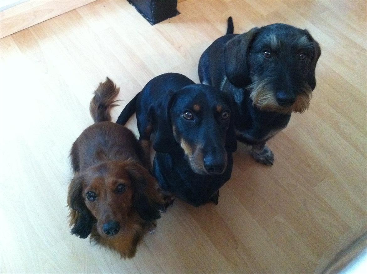 Dværggravhund Mille - Trip trap træsko? :-) billede 1