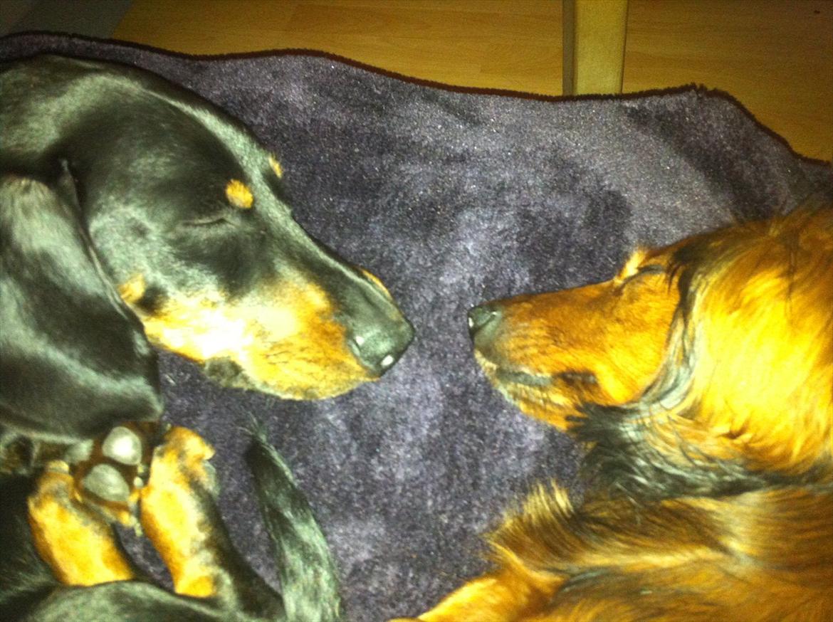 Dværggravhund Mille billede 10