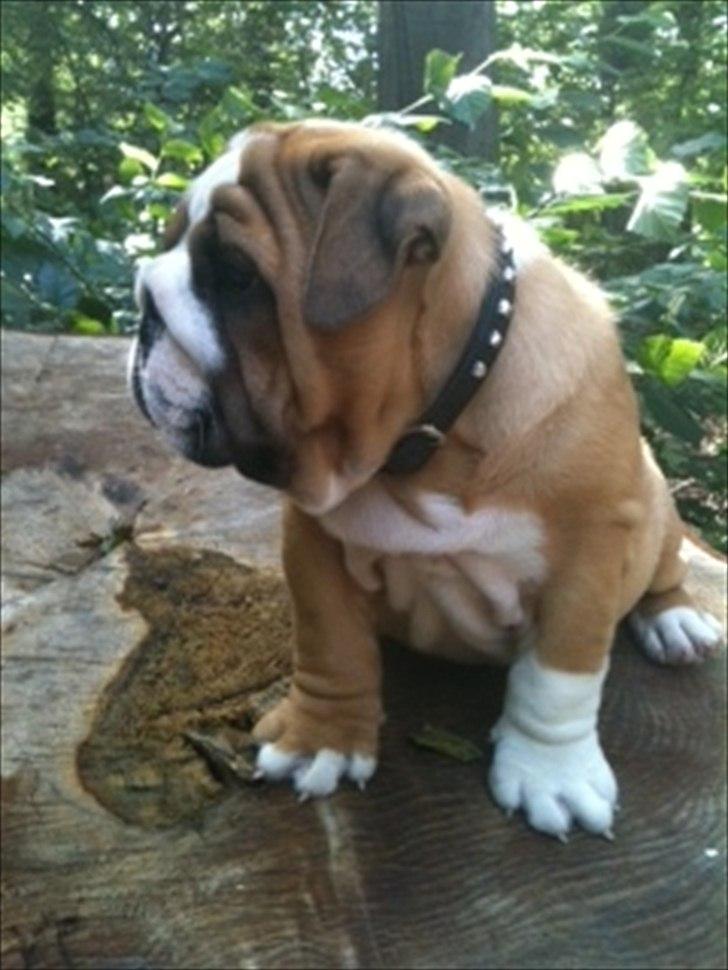 Engelsk bulldog Quark billede 16