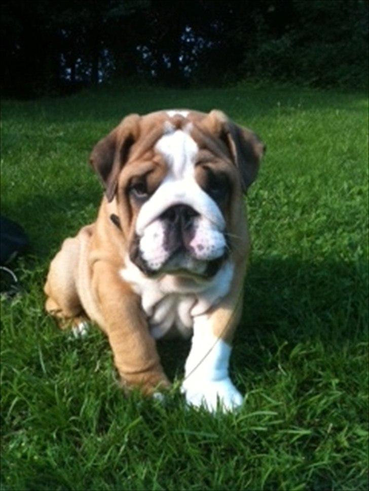 Engelsk bulldog Quark billede 17