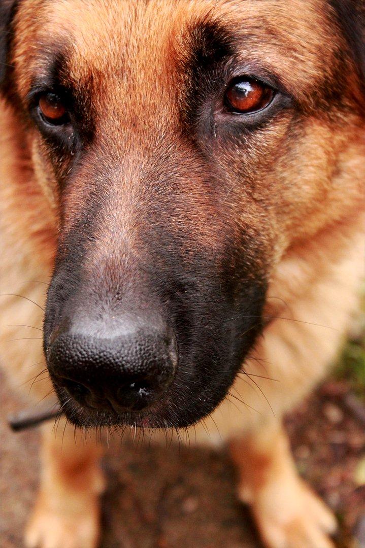 Schæferhund Weibrechts Kashmir billede 19