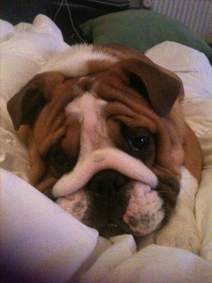 Engelsk bulldog Quark - Sofahygge billede 4