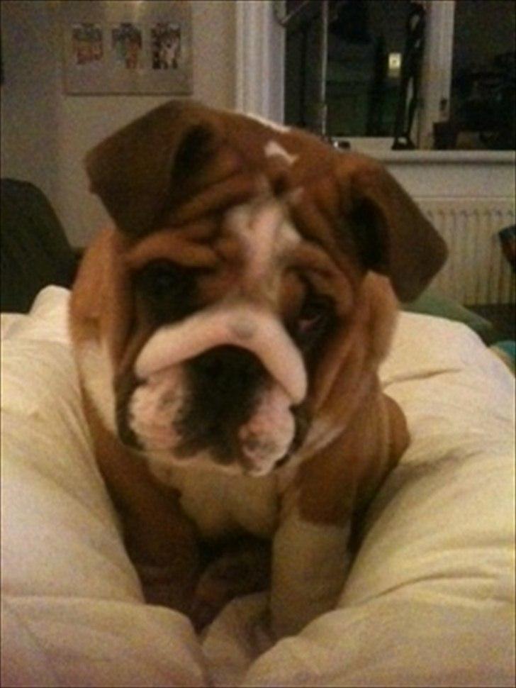 Engelsk bulldog Quark billede 18