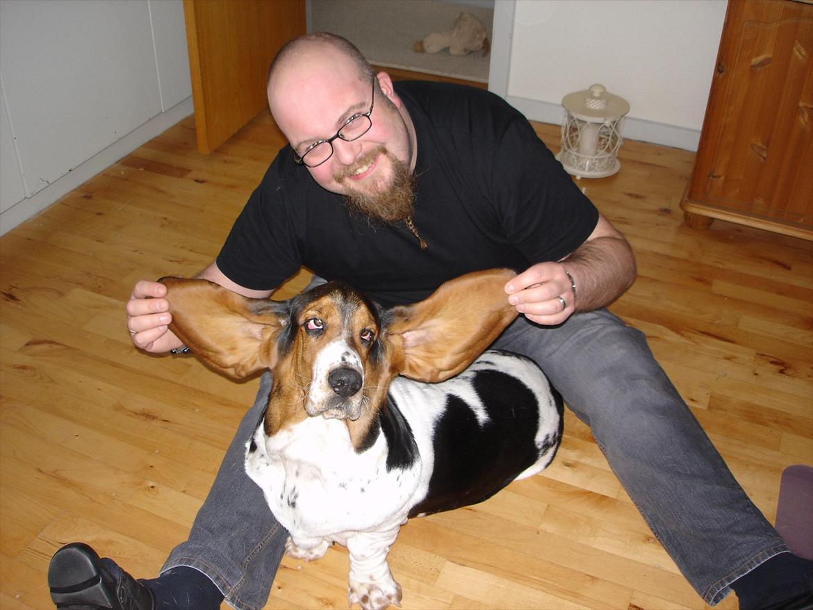 Basset hound Konrad - 1.år og 40 kilo altså hunden :O) billede 6
