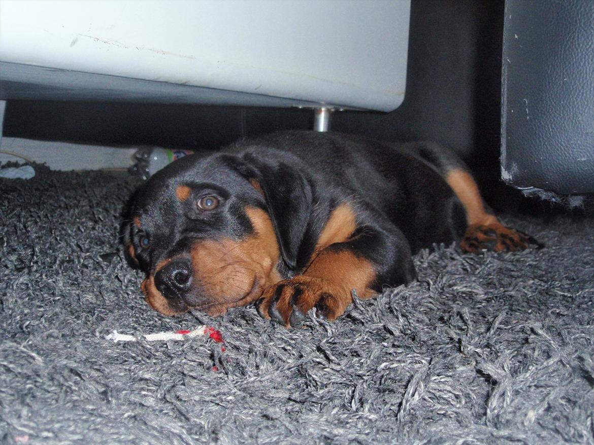 Rottweiler Zenta billede 9