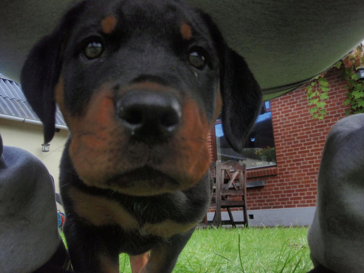 Rottweiler Zenta billede 2