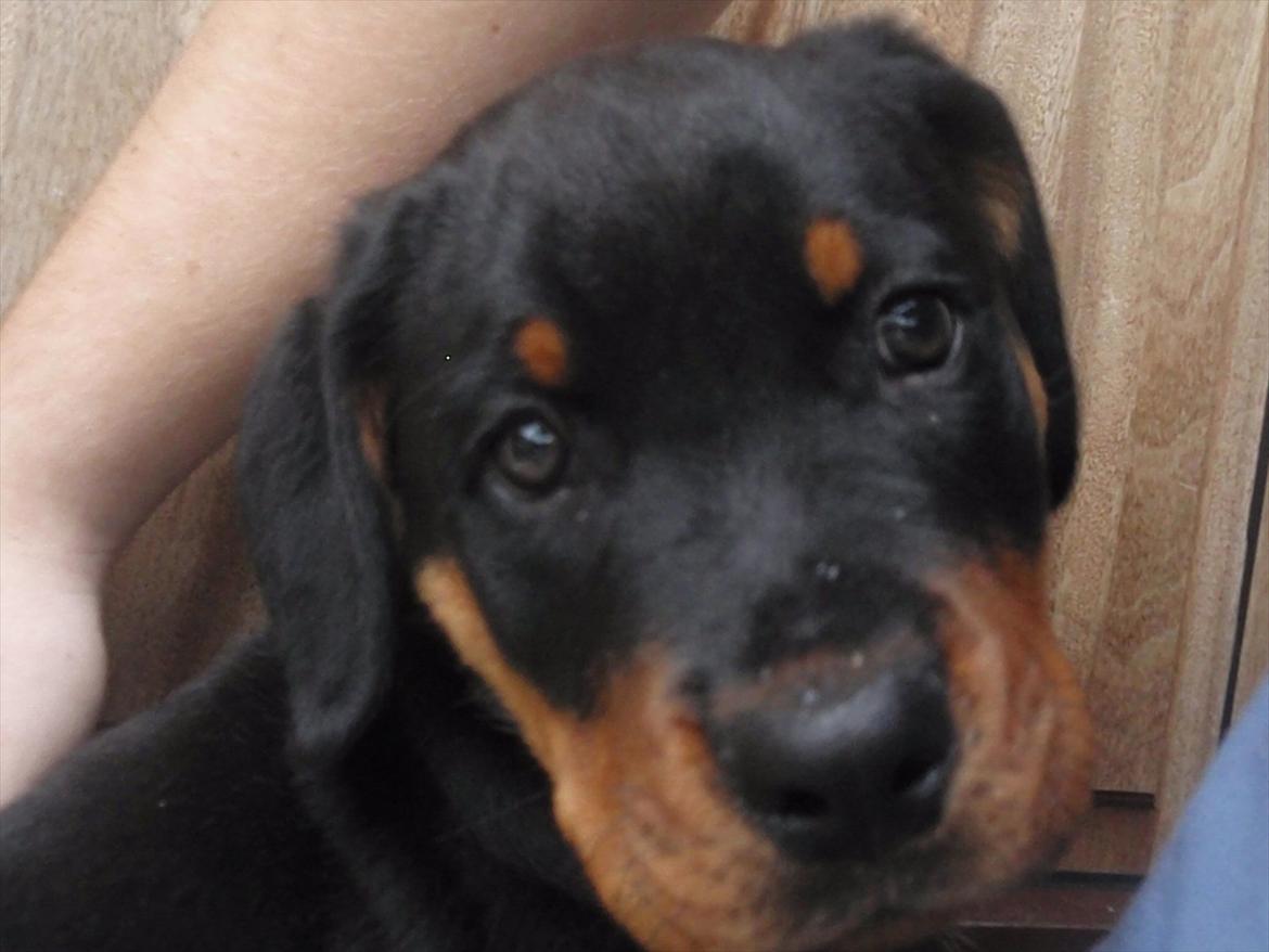 Rottweiler Zenta billede 1