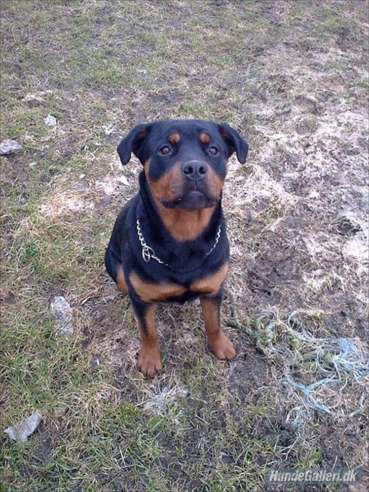 Rottweiler Zenta billede 11
