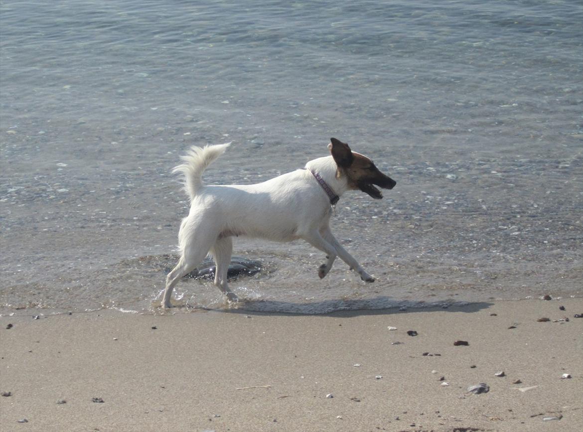 Glathåret foxterrier Mille (himmelhund) billede 20