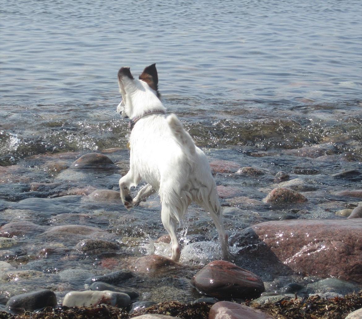 Glathåret foxterrier Mille (himmelhund) billede 2