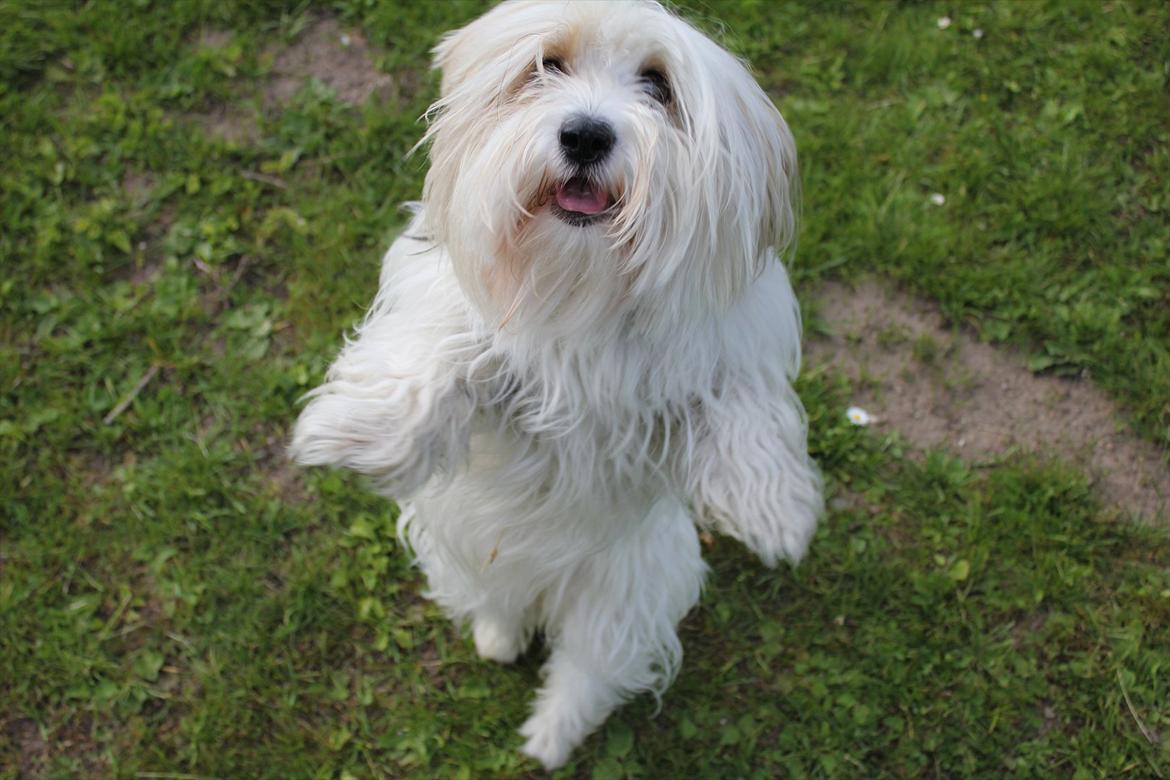 Coton de tulear Kandi - Soul Sister! <3 - Fail Kande! :) . Kæft, det styre du da bare til! :*  billede 5