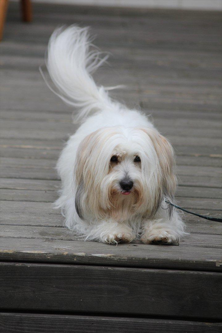 Coton de tulear Kandi - Soul Sister! <3 - Nuuurh! Sys hun ser sååå søøøød ud, på dette billede! :*  billede 2