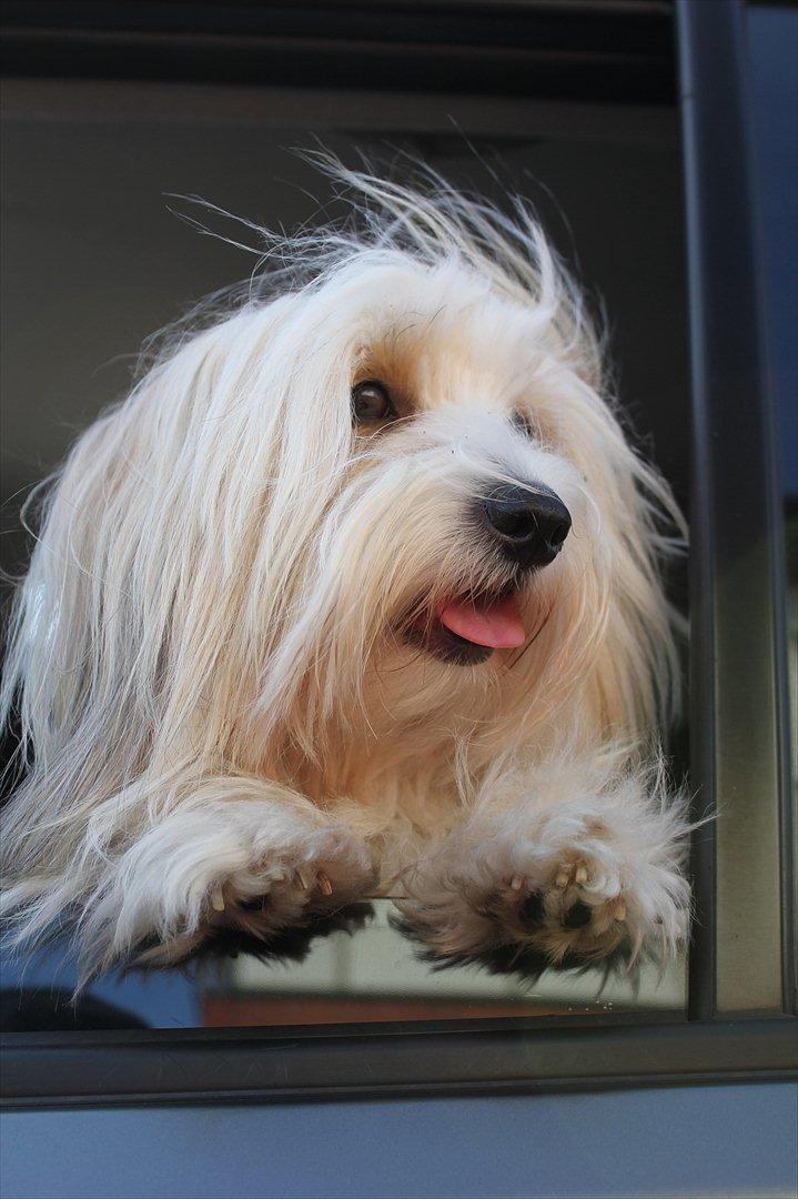 Coton de tulear Kandi - Soul Sister! <3 - Verdens smukkeste hund! :* . 
Kæft, hun er deeeejlig at se på! :* 
Miiin dejling! <333 billede 3