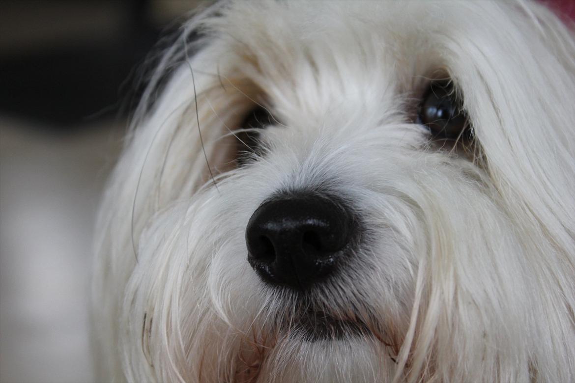 Coton de tulear Kandi - Soul Sister! <3 - smuuukkeøhh! <3
Fotograf: Syrine Glambert Pallisby  billede 18