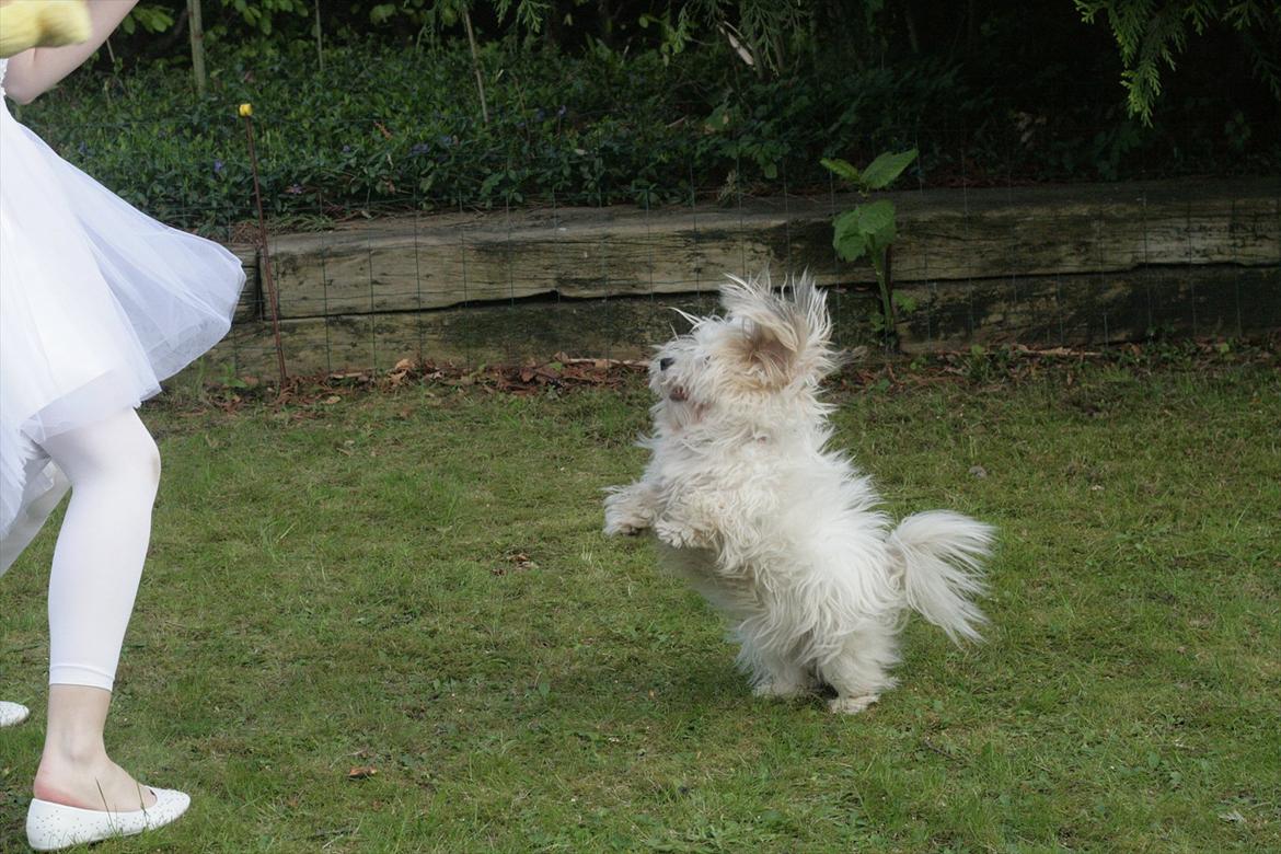 Coton de tulear Kandi - Soul Sister! <3 - Danser med Kande! <3 xD . 

Foto. CFJ billede 19