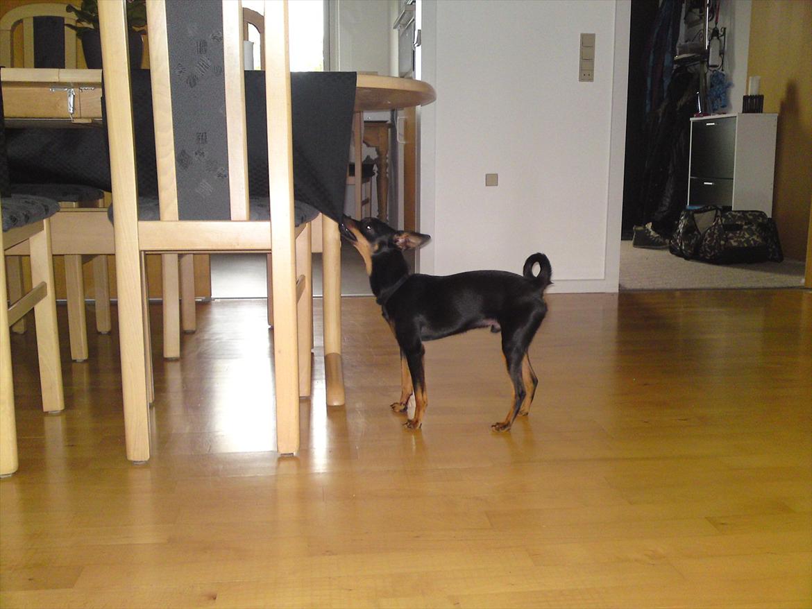 Dvaergpinscher Rico  billede 14