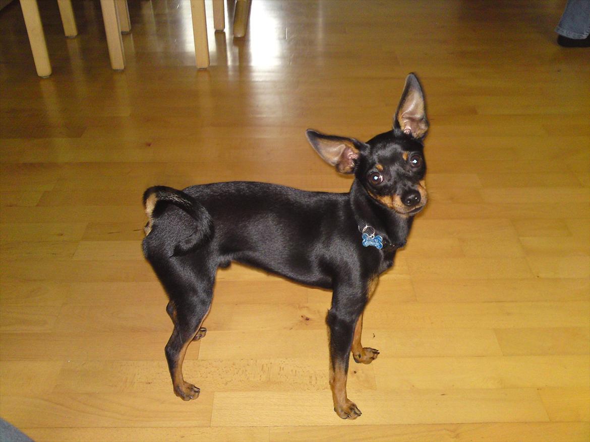 Dvaergpinscher Rico  billede 15