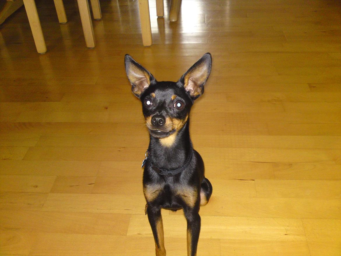 Dvaergpinscher Rico  billede 16