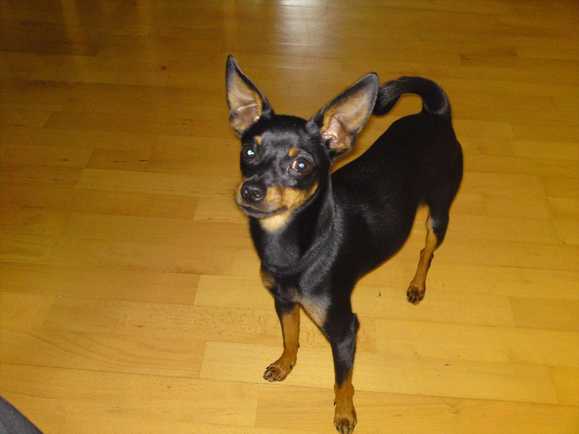 Dvaergpinscher Rico  billede 17