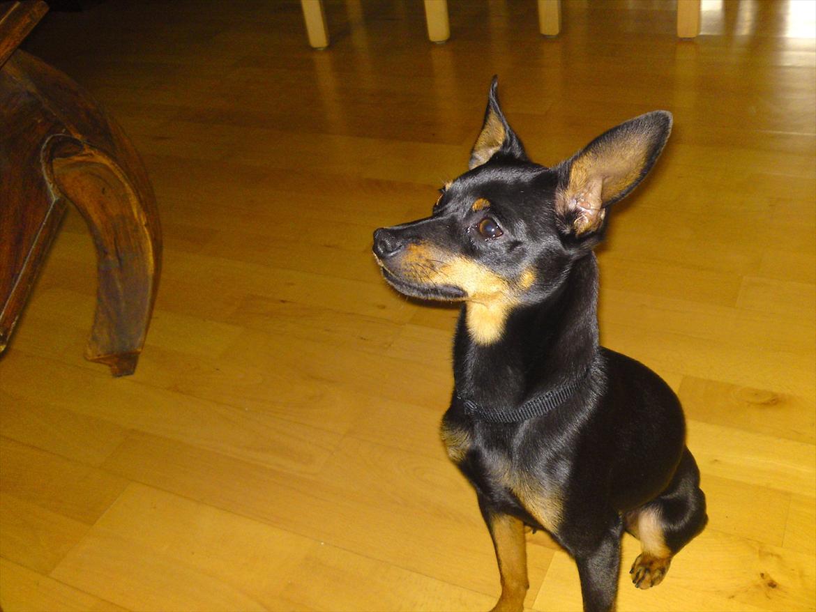 Dvaergpinscher Rico  billede 18