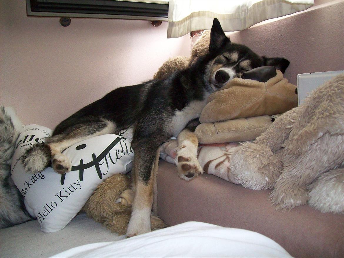 Blanding af racer Karma - Sovetrynen. billede 1