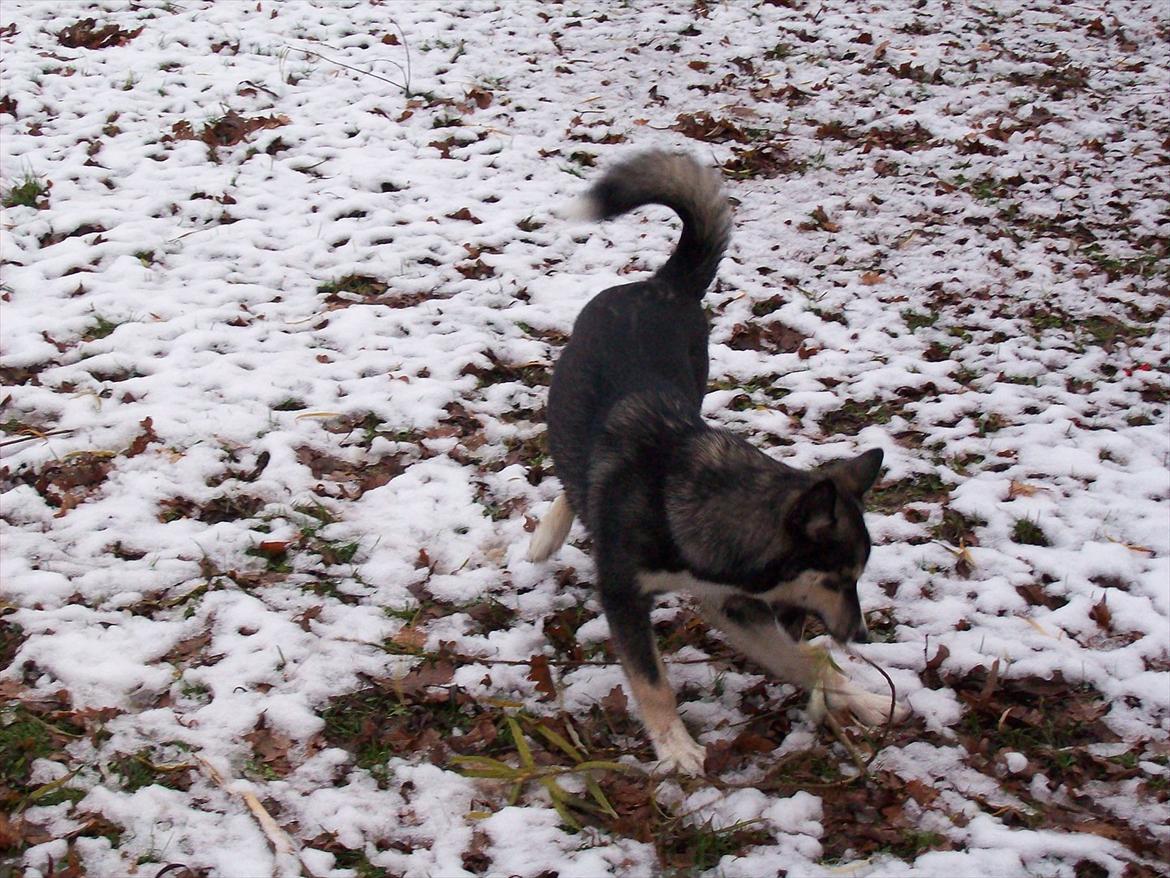 Blanding af racer Karma billede 2