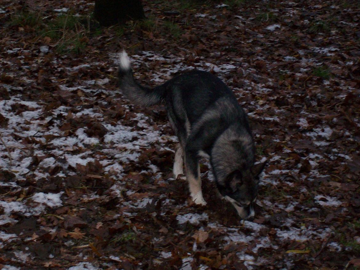 Blanding af racer Karma billede 3