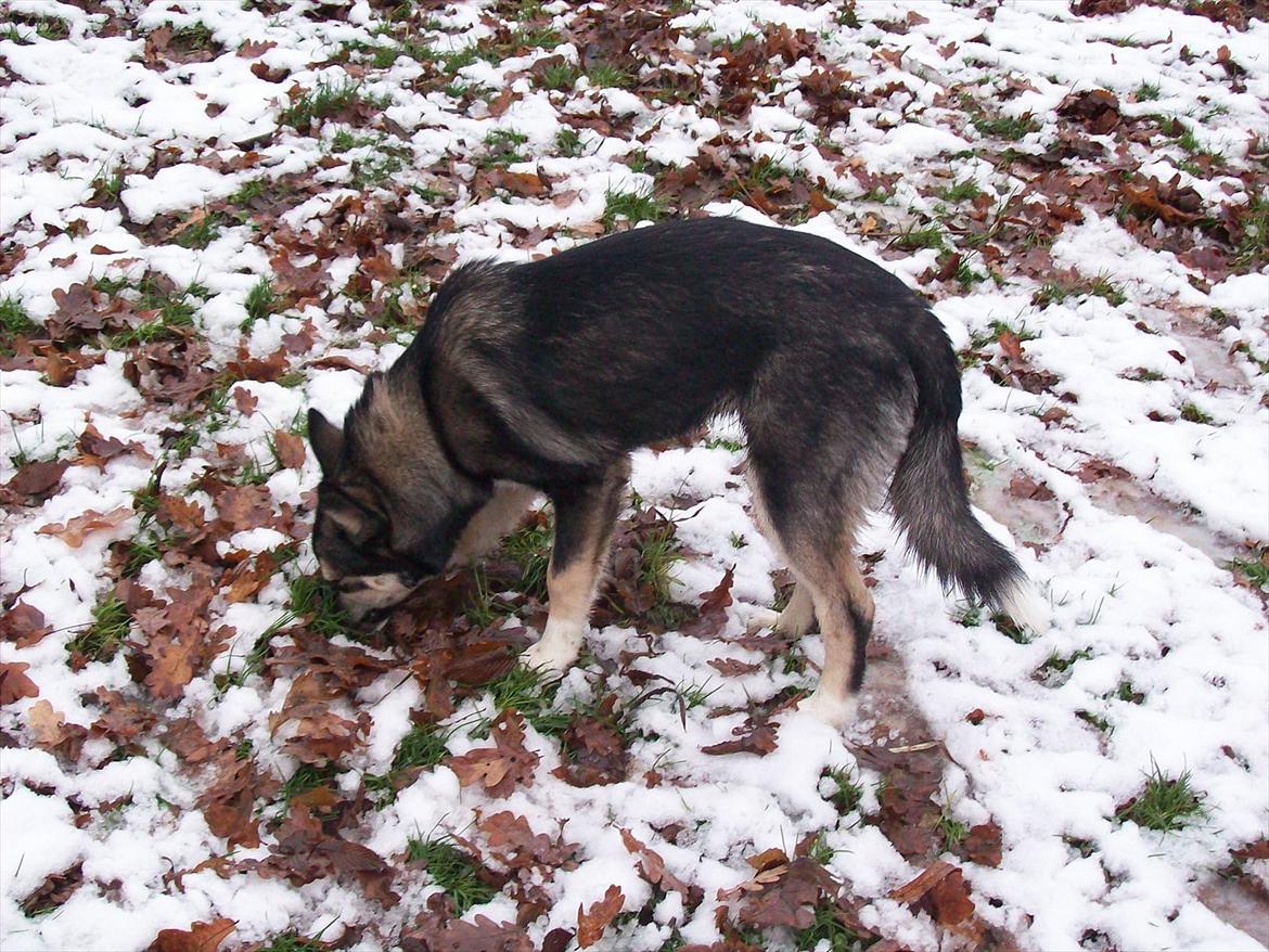 Blanding af racer Karma billede 4