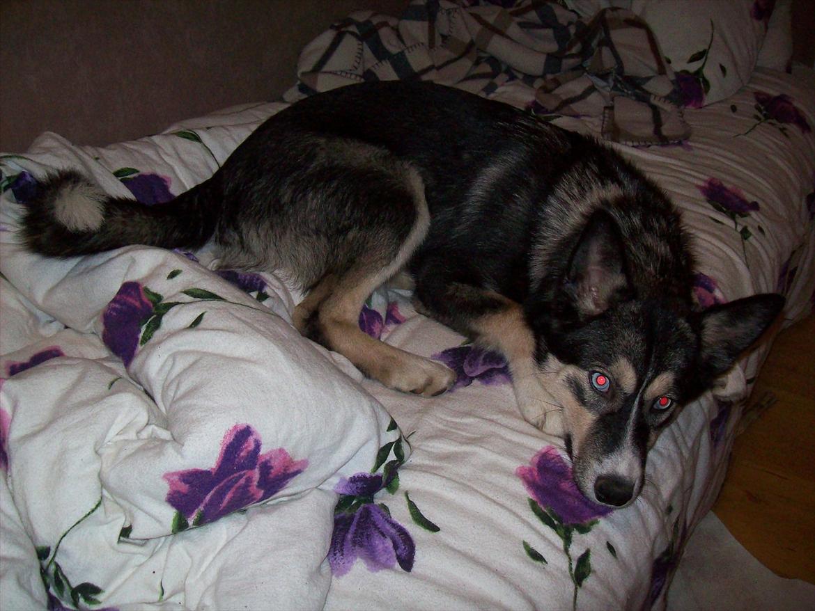 Blanding af racer Karma billede 5