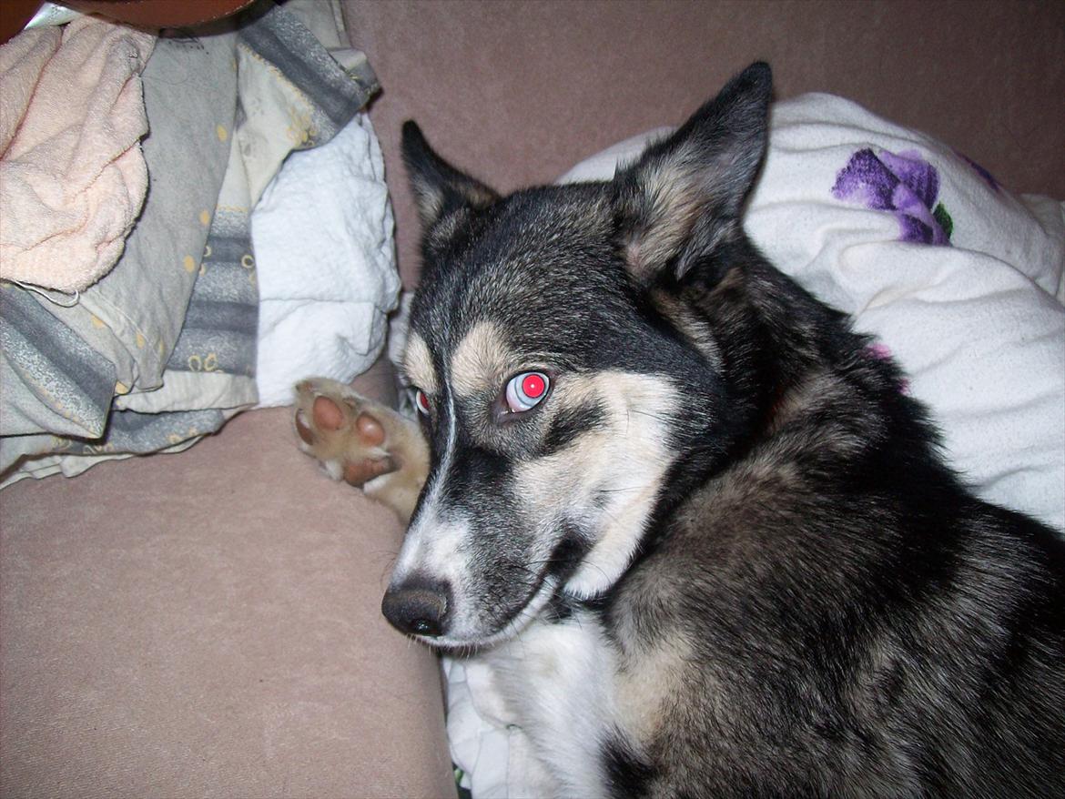 Blanding af racer Karma billede 6