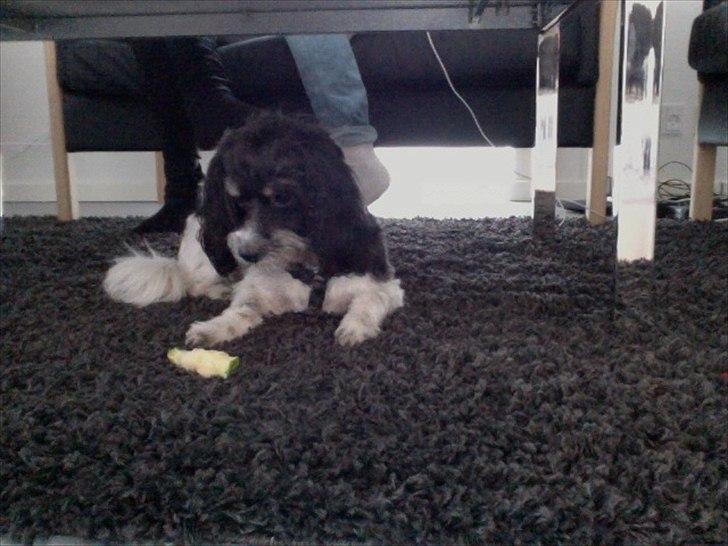 Blanding af racer Figo. - Figo, der hygger sig med en pære. billede 1