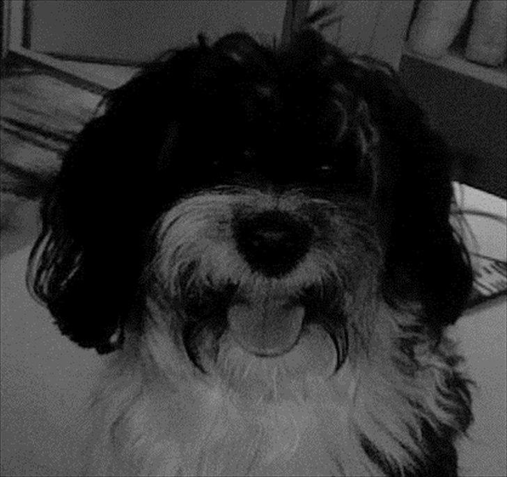 Blanding af racer Figo. - Søde figo<3 billede 2