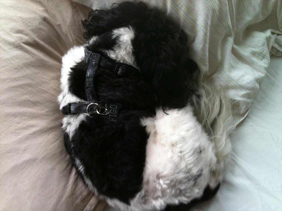 Blanding af racer Figo. - Figo hygger med dynen <3 billede 3